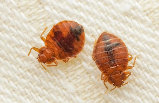 Bed Bug removal